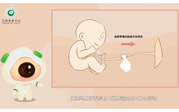 【专业科普】脐血采集安全吗？一条动画告诉您！