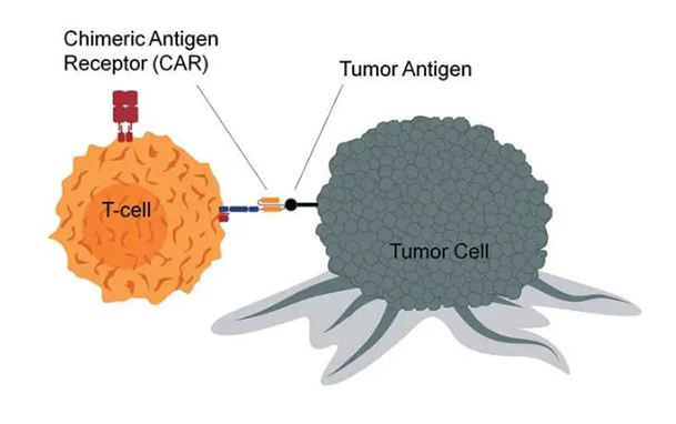 【专业科普】CAR-T治疗癌症：给人体“特种兵”装上导航